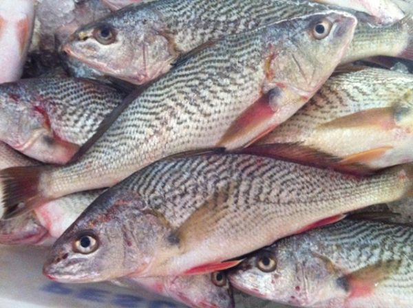 Yellow Croaker